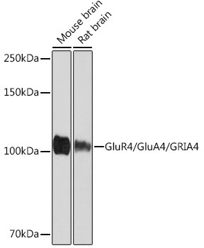 GluR4 Antibody in Western Blot (WB)