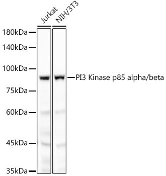 PI3K p85 alpha Antibody in Western Blot (WB)