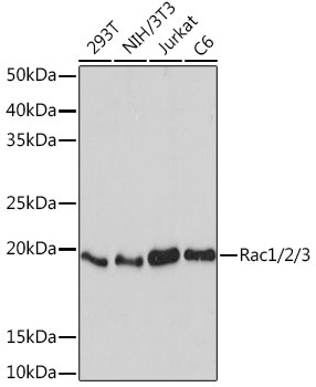 RAC1/RAC2/RAC3 Antibody in Western Blot (WB)