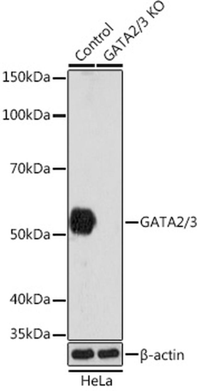 GATA2/GATA3 Antibody in Western Blot (WB)