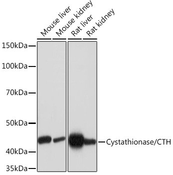 CTH Antibody in Western Blot (WB)