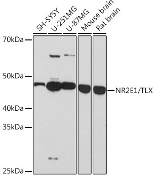 TLX Antibody in Western Blot (WB)