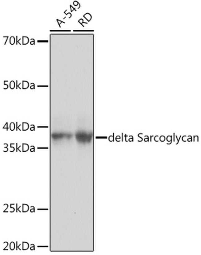 SGCD Antibody in Western Blot (WB)