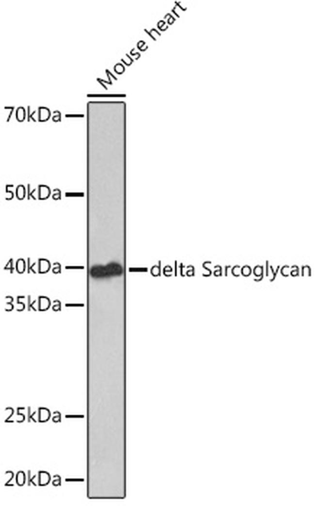 SGCD Antibody in Western Blot (WB)