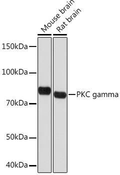 PKC gamma Antibody in Western Blot (WB)