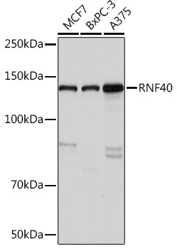 RNF40 Antibody in Western Blot (WB)