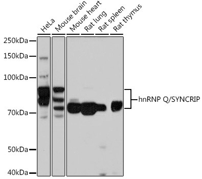 HnRNP Q Antibody in Western Blot (WB)