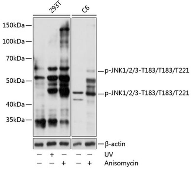 Phospho-JNK1/JNK2/JNK3 (Thr183, Thr221) Antibody in Western Blot (WB)