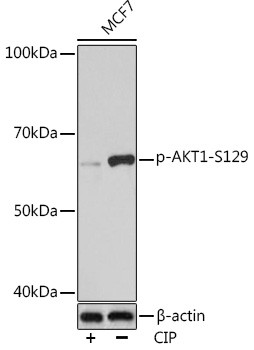 Phospho-AKT1 (Ser129) Antibody in Western Blot (WB)