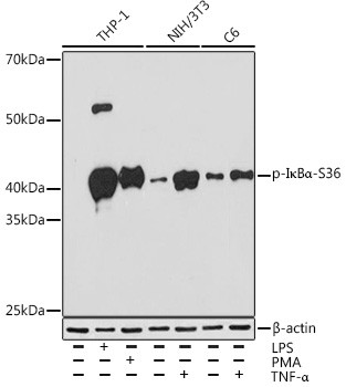 Phospho-IkB alpha (Ser36) Antibody in Western Blot (WB)