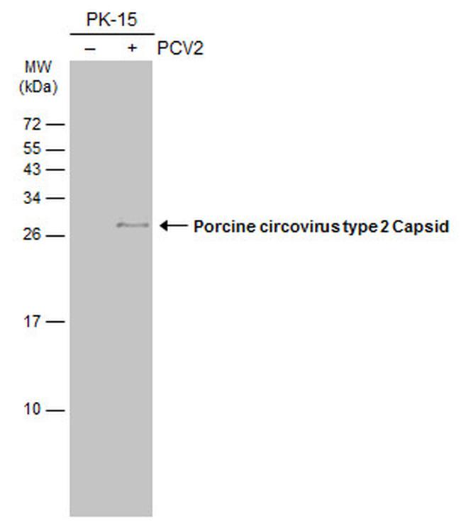 Porcine Circovirus Type 2 Capsid Antibody in Western Blot (WB)