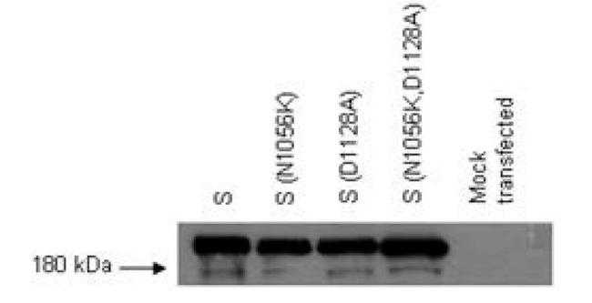 SARS-CoV Spike Protein (SDelta3) Antibody in Western Blot (WB)