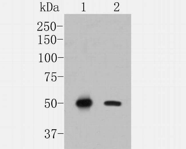 NRG3 Antibody in Western Blot (WB)