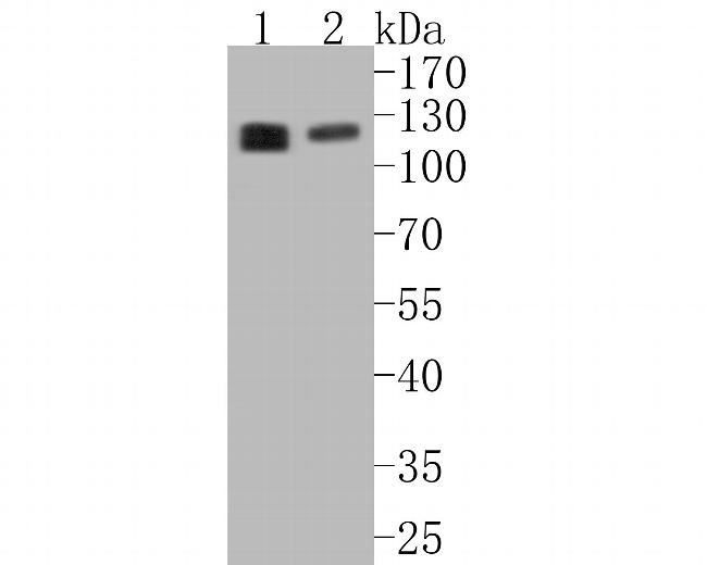 eIF3b Antibody in Western Blot (WB)