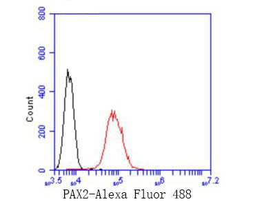 PAX2 Antibody in Flow Cytometry (Flow)