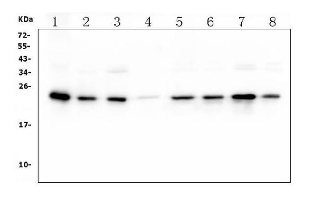 HMG4 Antibody in Western Blot (WB)