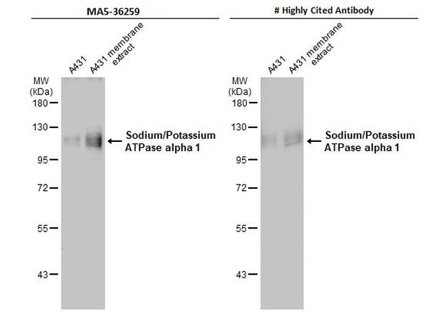 alpha-1 Sodium Potassium ATPase Antibody in Western Blot (WB)