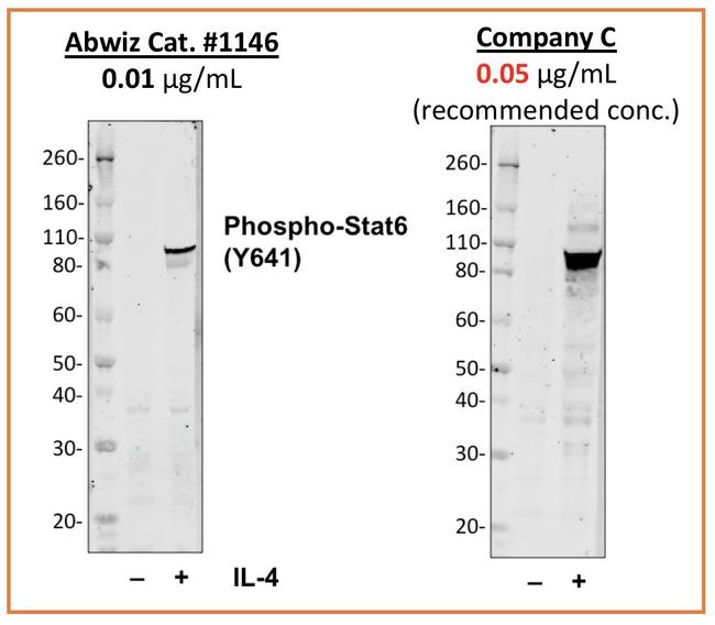Phospho-Stat6 (Tyr641) Antibody in Western Blot (WB)