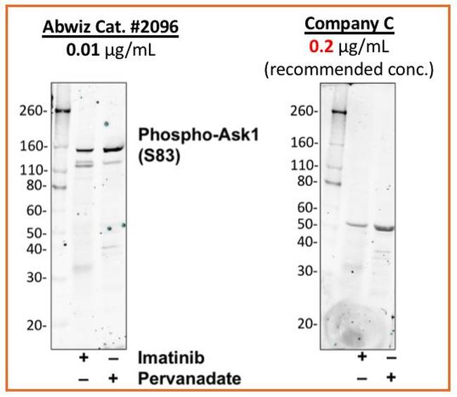 Phospho-Ask1 (Ser83) Antibody in Western Blot (WB)