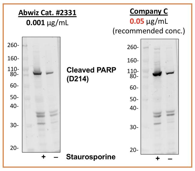 PARP1 (cleaved Asp214) Antibody in Western Blot (WB)