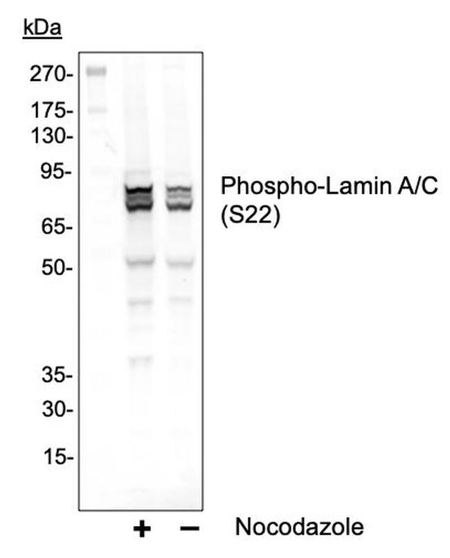 Phospho-Lamin A/C (Ser22) Antibody in Western Blot (WB)