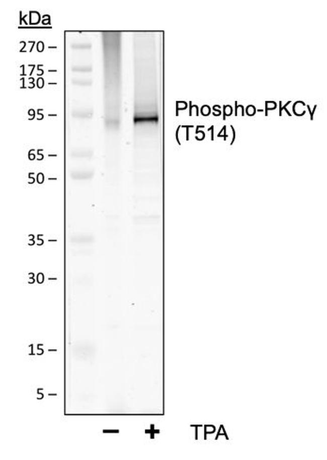 Phospho-PKC gamma (Thr514) Antibody in Western Blot (WB)