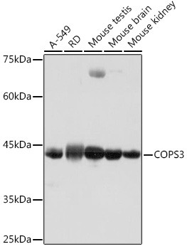 COPS3 Antibody in Western Blot (WB)