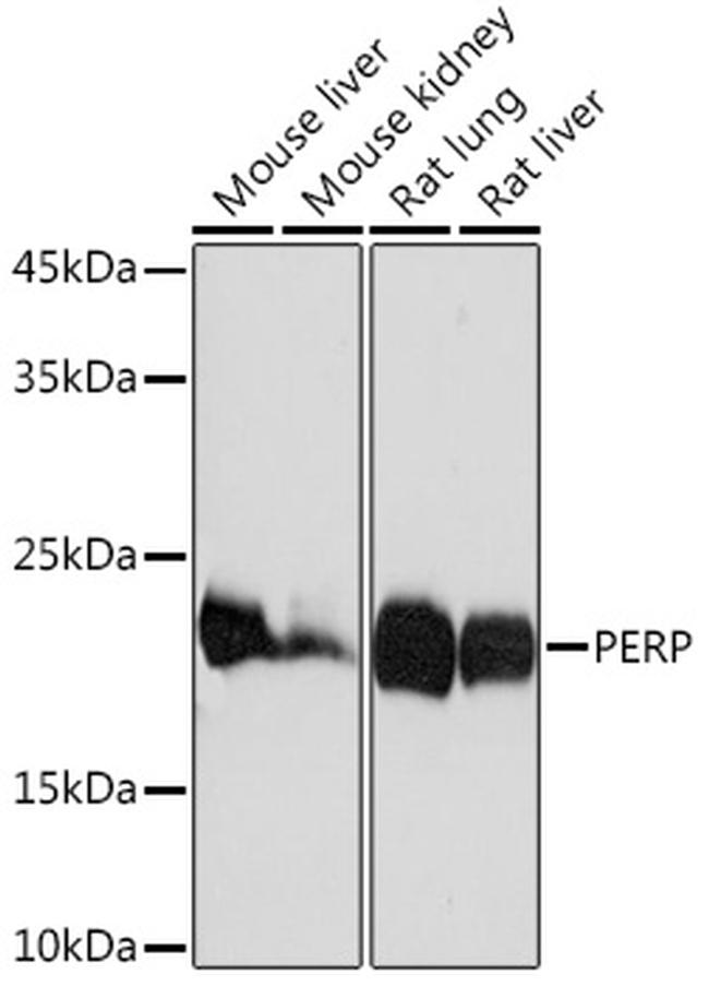 PERP Antibody in Western Blot (WB)