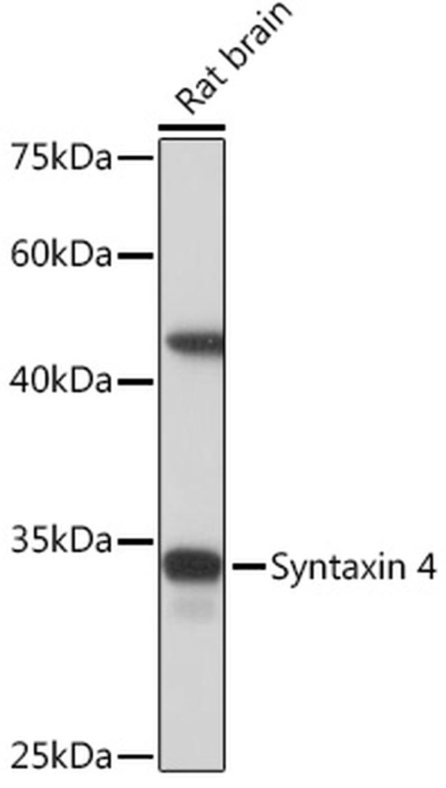 Syntaxin 4 Antibody in Western Blot (WB)