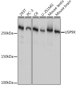 USP9X Antibody in Western Blot (WB)