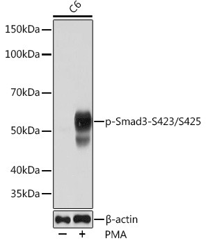 Phospho-SMAD3 (Ser423) Antibody in Western Blot (WB)