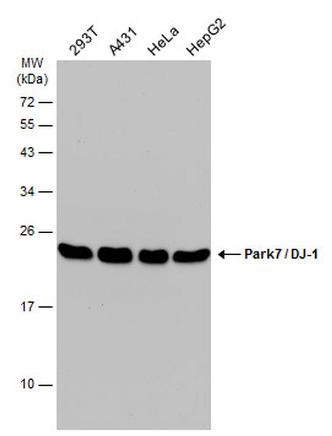 PARK7 Antibody in Western Blot (WB)