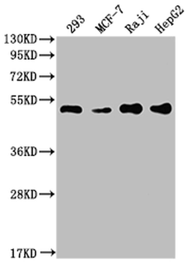 PABPN1 Antibody in Western Blot (WB)