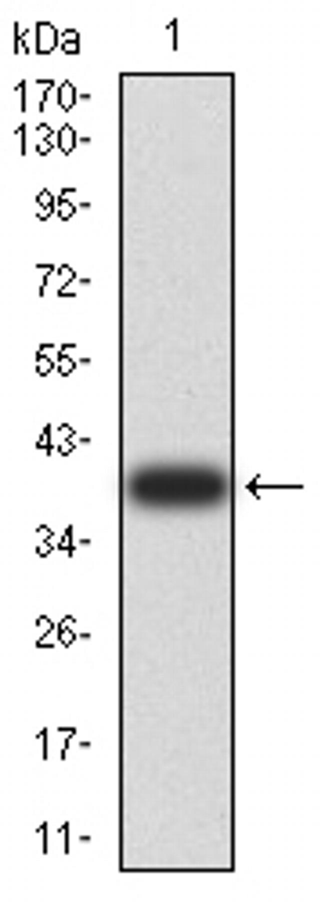 ARF1 Antibody in Western Blot (WB)