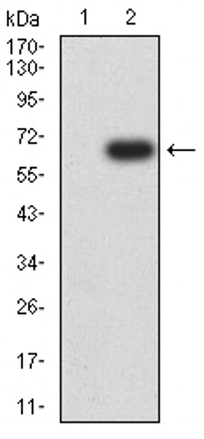CD155 Antibody in Western Blot (WB)