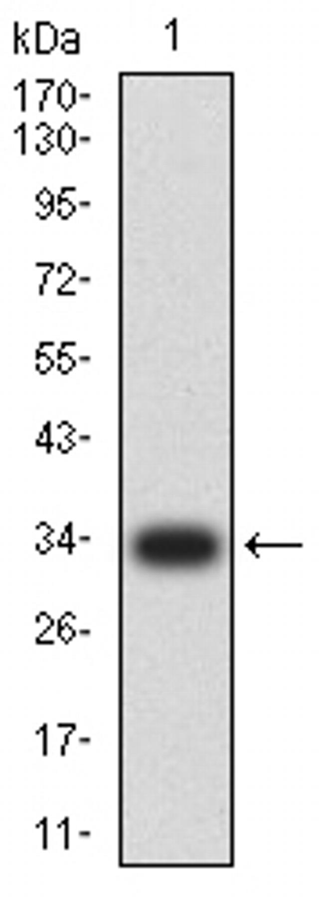 NeuroD1 Antibody in Western Blot (WB)