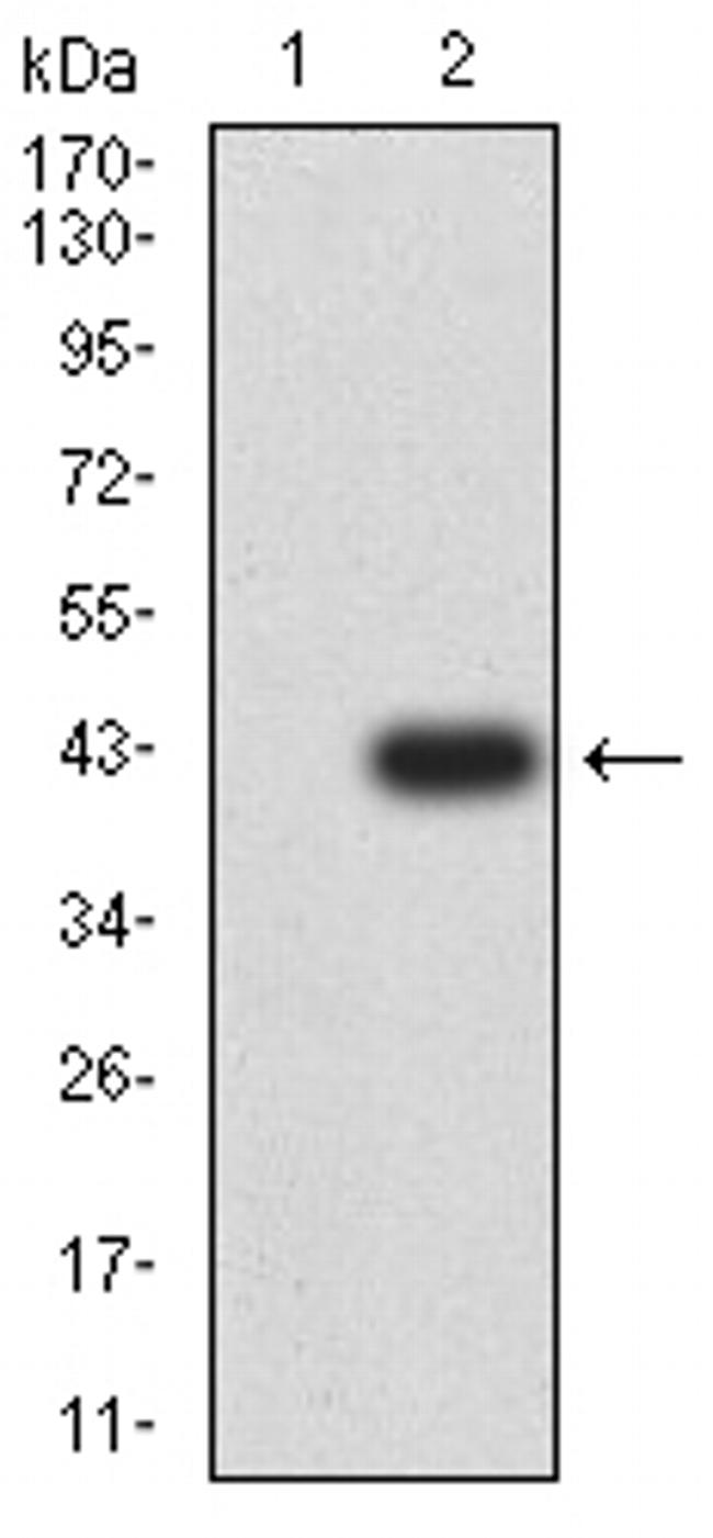 PAX2 Antibody in Western Blot (WB)
