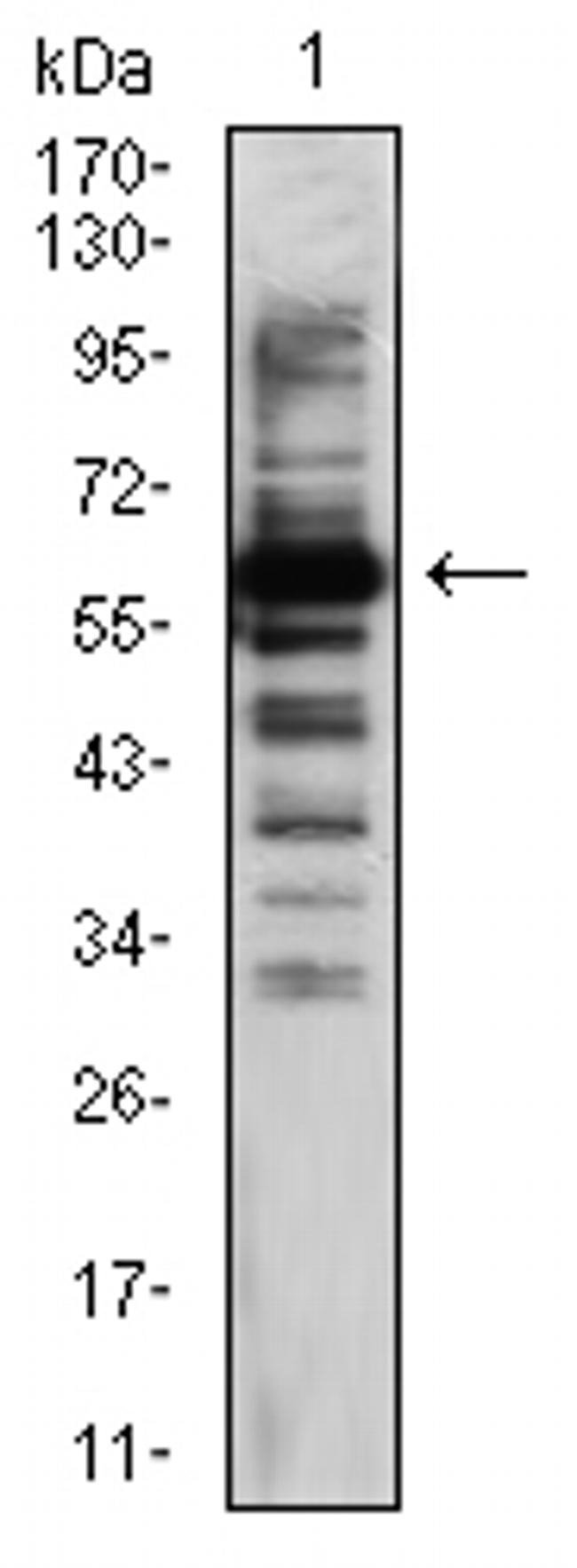 TIP60 Antibody in Western Blot (WB)