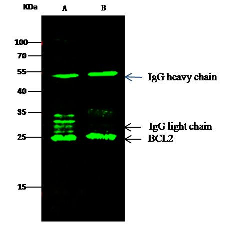 Bcl-2 Antibody in Immunoprecipitation (IP)