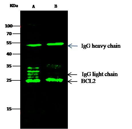 Bcl-2 Antibody in Immunoprecipitation (IP)