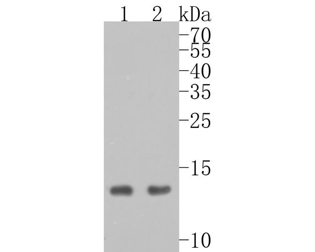 Histone H2A.X Antibody in Western Blot (WB)