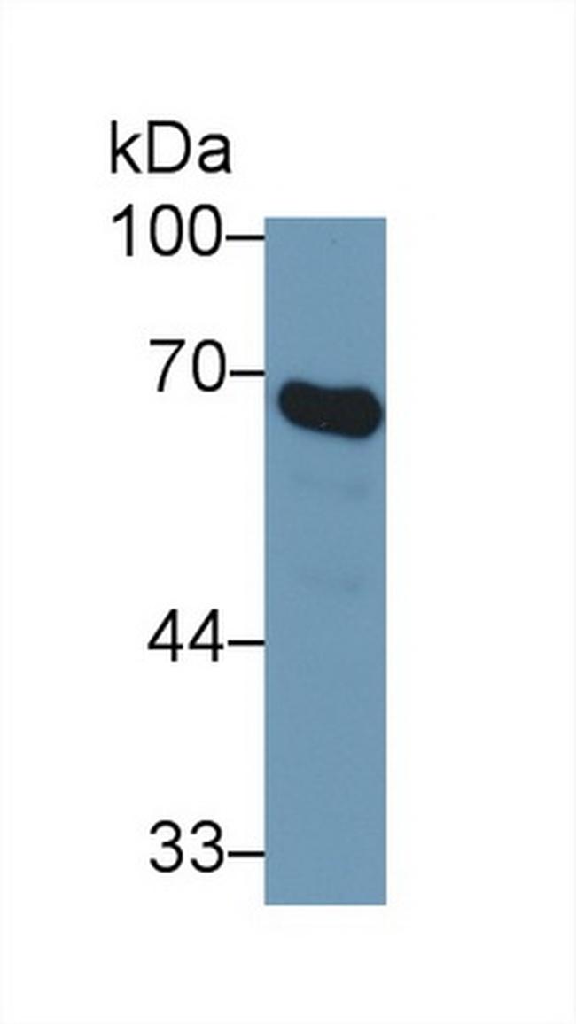 HSPA1A Antibody in Western Blot (WB)