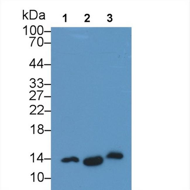 IL-22 Antibody in Western Blot (WB)