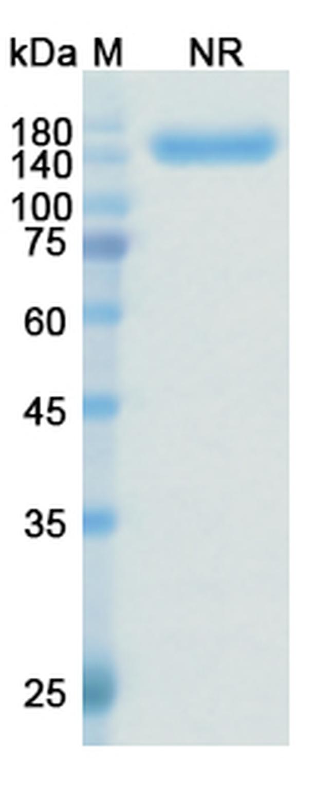 Zanidatamab Antibody in SDS-PAGE (SDS-PAGE)