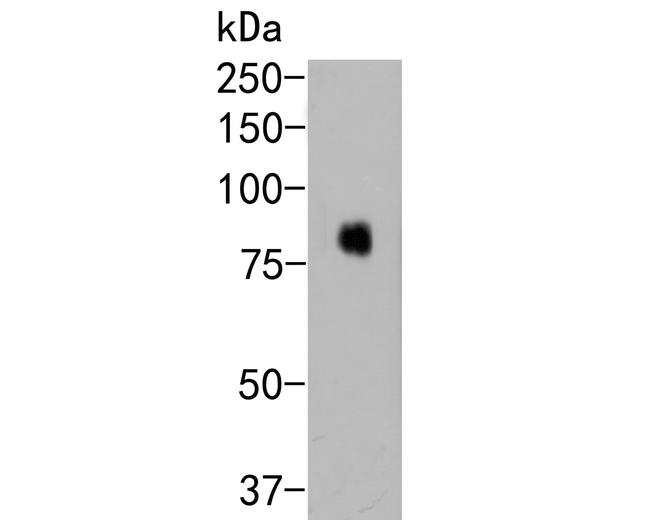 CD172a (SIRP alpha) Antibody in Western Blot (WB)