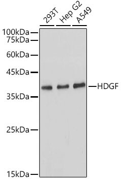 HDGF Antibody in Western Blot (WB)