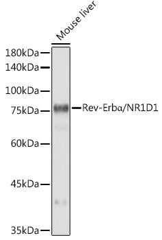 NR1D1 Antibody in Western Blot (WB)