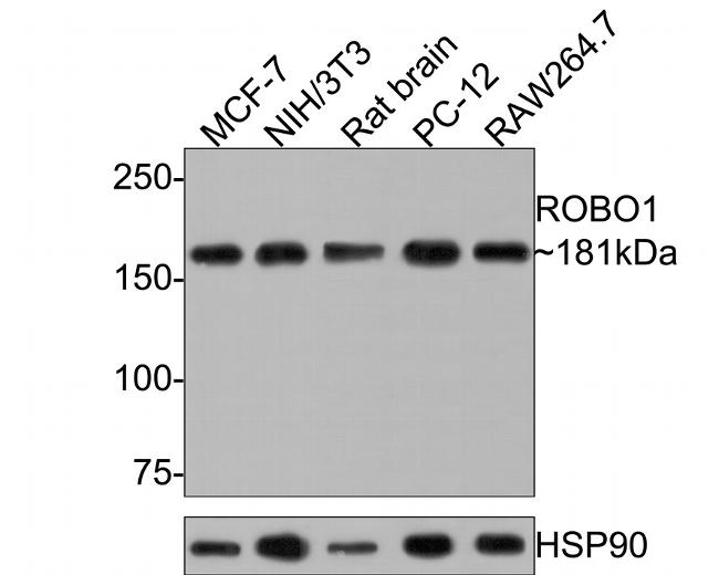 ROBO1 Antibody in Western Blot (WB)