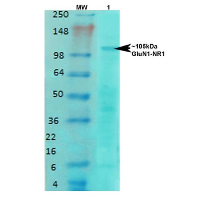 NMDAR1 Antibody in Western Blot (WB)