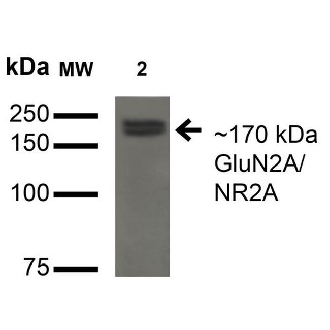 NMDAR2A Antibody in Western Blot (WB)